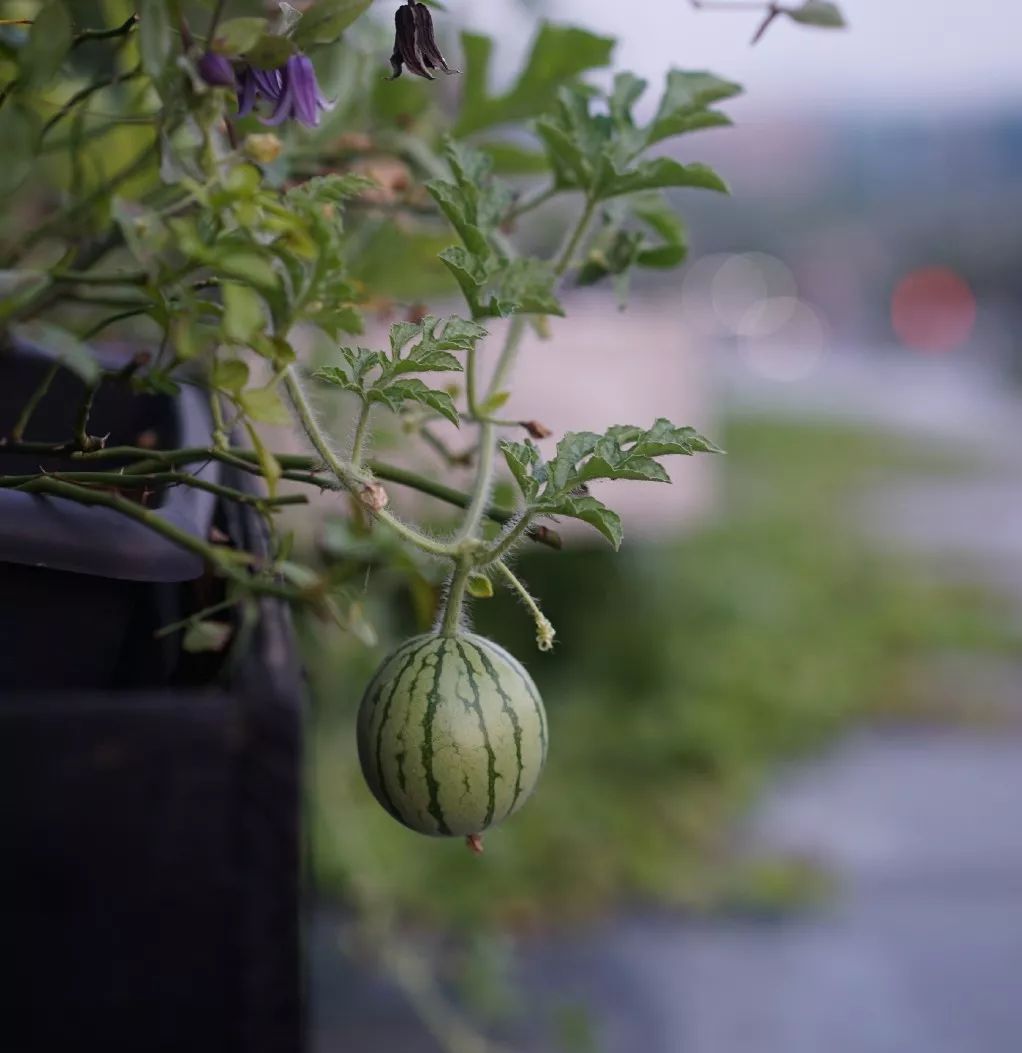 39岁，她不安分得很漂亮天台折腾两年，随后发出的照片，惊艳了所有人