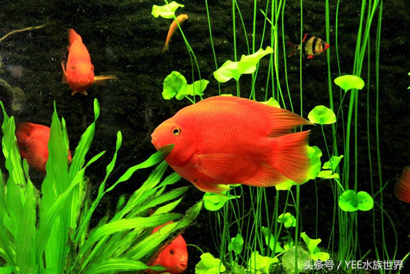 网上买鱼要注意什么,新手网上买鱼好吗