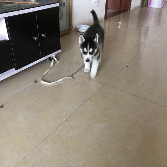 哈士奇的气质就是与众不同,网友鉴定哈士奇蠢不蠢