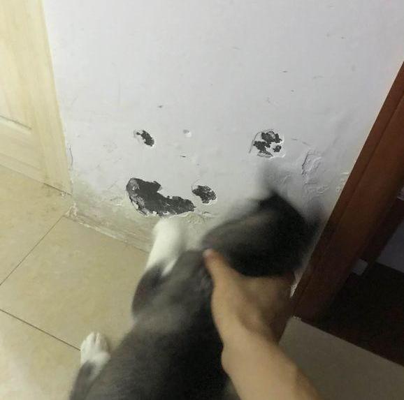 哈士奇的气质就是与众不同,网友鉴定哈士奇蠢不蠢