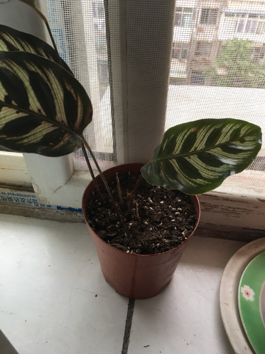 如何救活花花草草,如何挽救快干死的植物