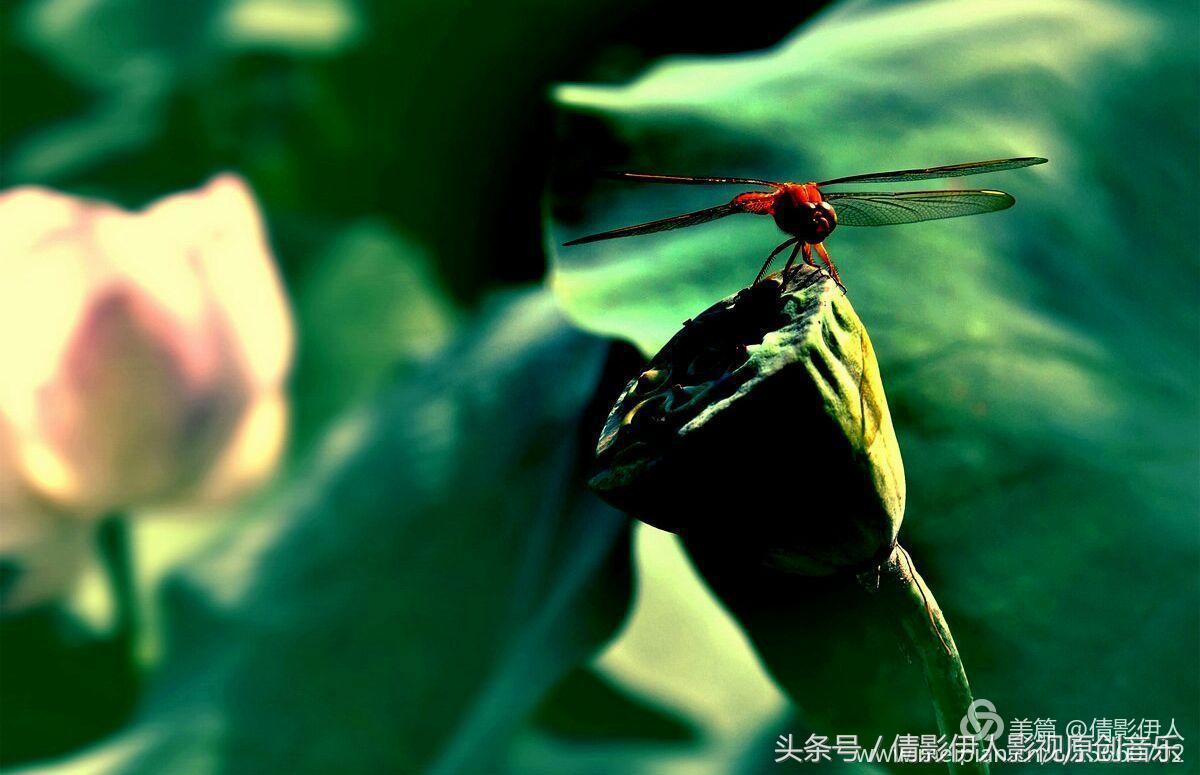 夏荷晕倒在海教官怀里,夏荷最美的十首诗