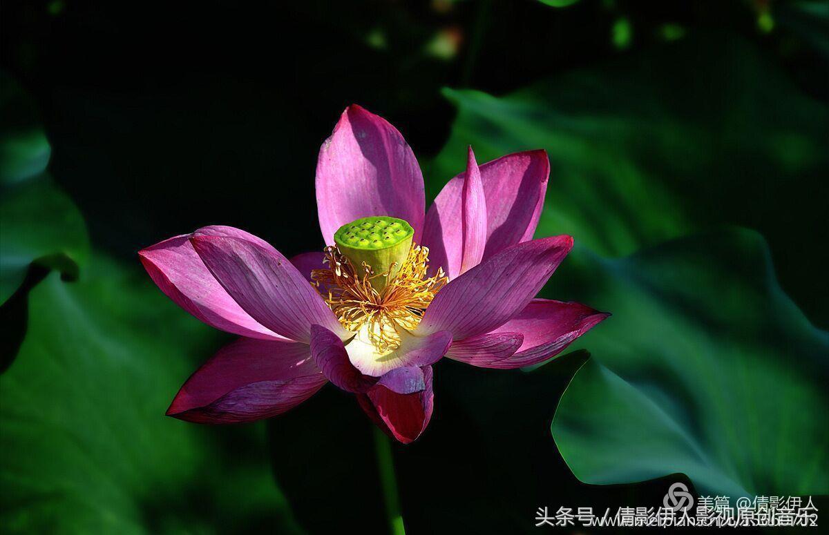 夏荷晕倒在海教官怀里,夏荷最美的十首诗