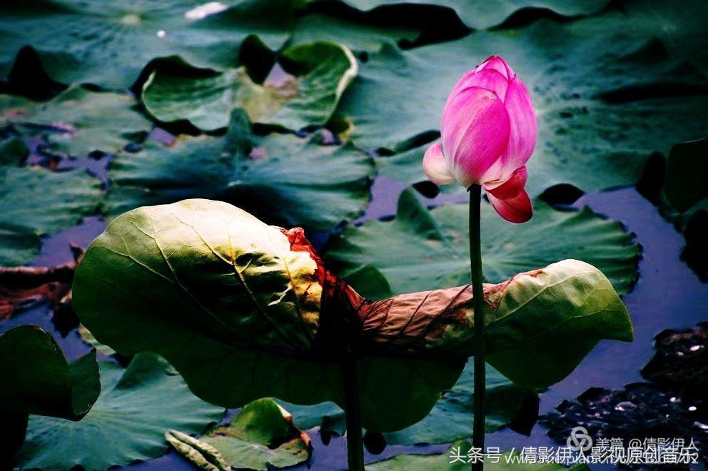 夏荷晕倒在海教官怀里,夏荷最美的十首诗