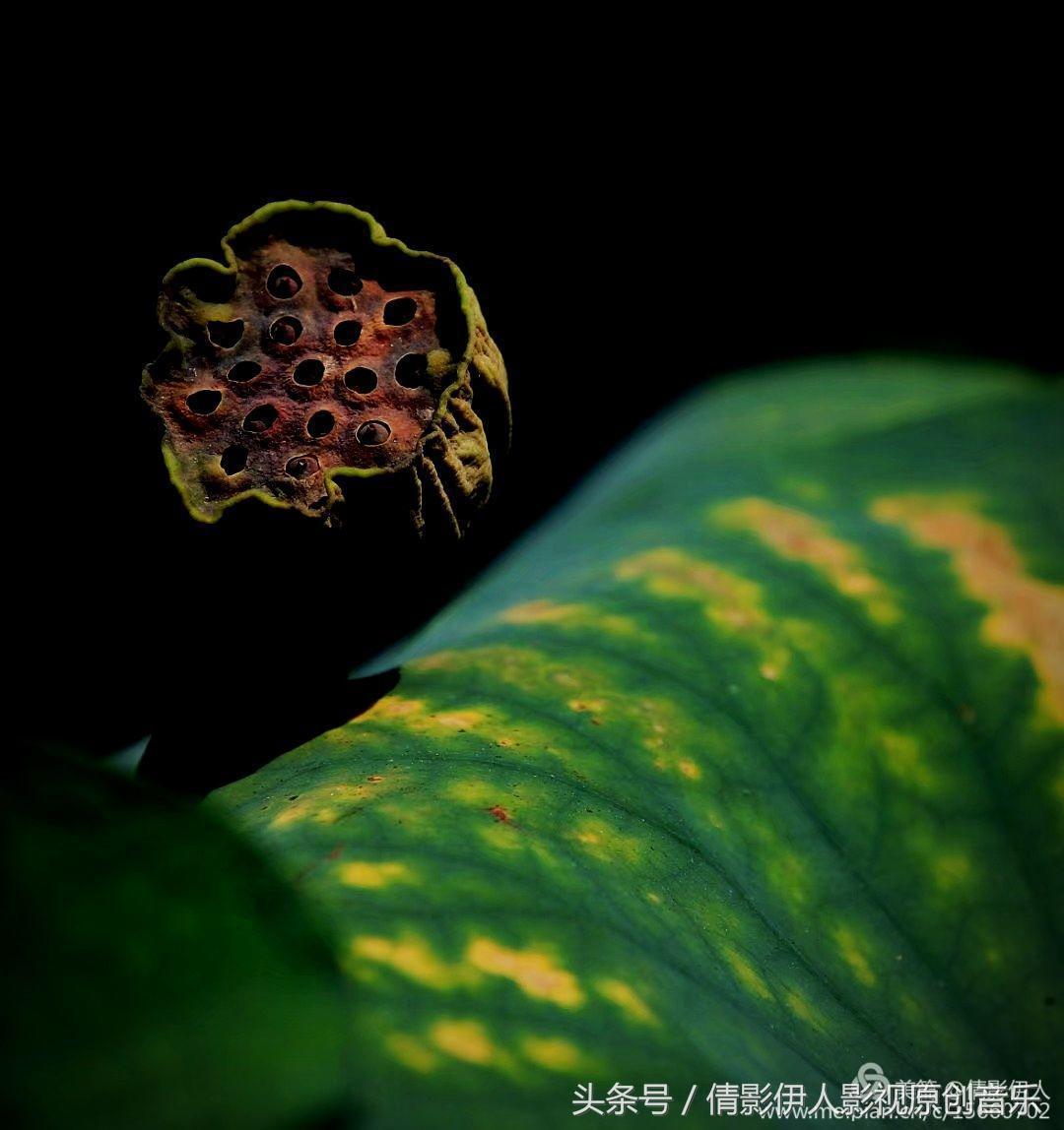 荷花之歌,立夏荷花音乐