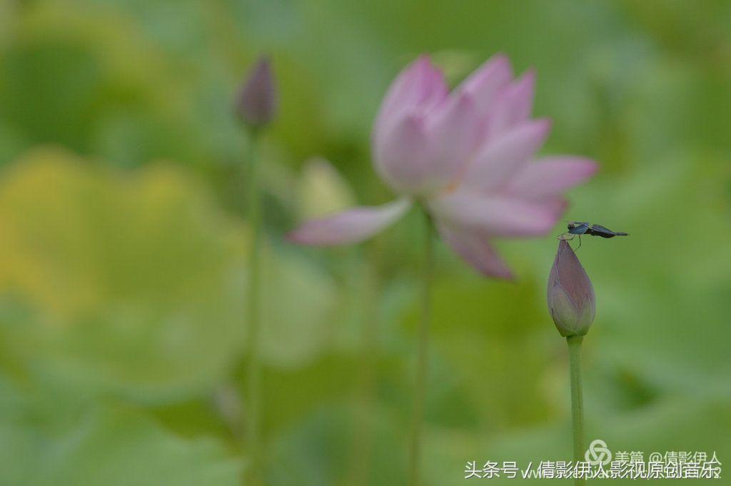 夏荷晕倒在海教官怀里,夏荷最美的十首诗