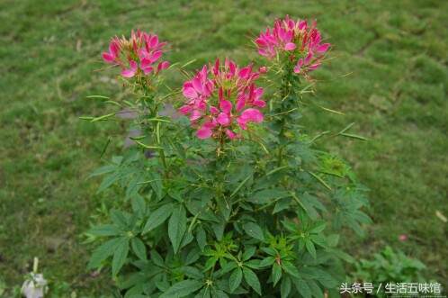 花中仙子美如画,花中仙子月季花图片