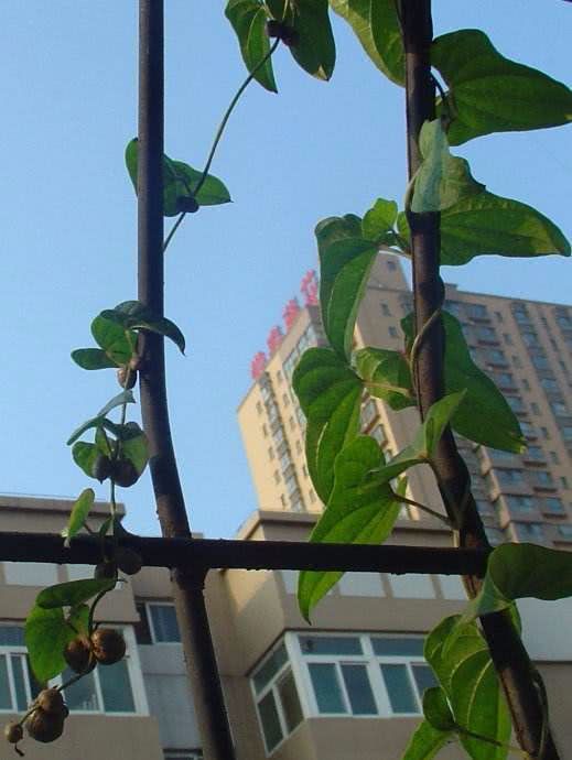 山药豆出芽长叶不爬藤,怎样盆栽山药豆