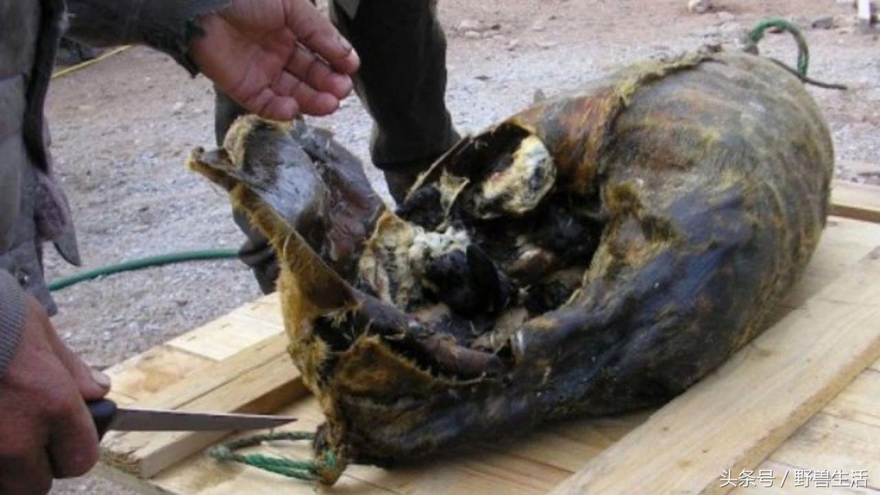 世界上有哪些人类禁地,世界上有秘境吗