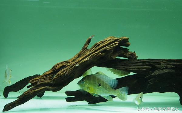 哪些慈鲷是食土鲷,食土鲷和慈鲷能混养么