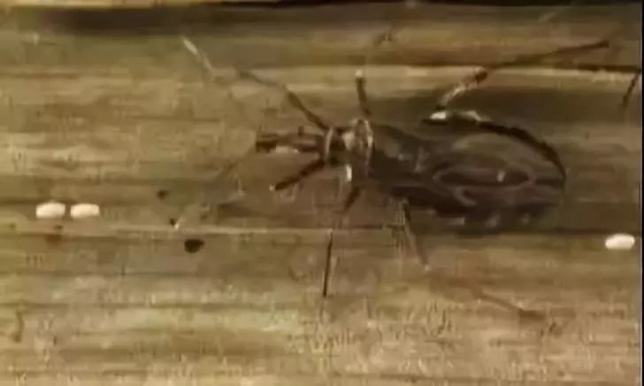 小心“新型艾滋病”，虫子就能传播