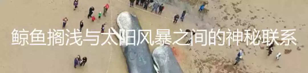 有一种鲸鱼很孤独,有一种鲸鱼特别孤独