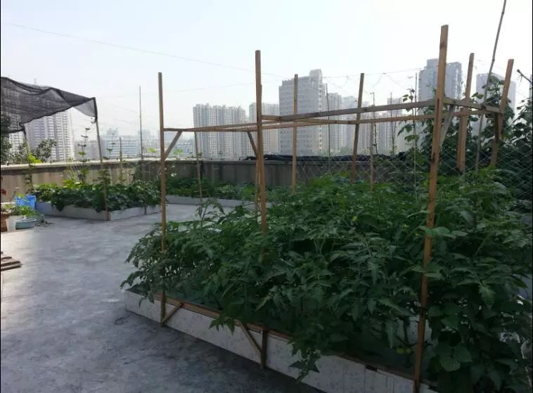 楼顶菜园土层多厚好,顶楼菜园如何防风