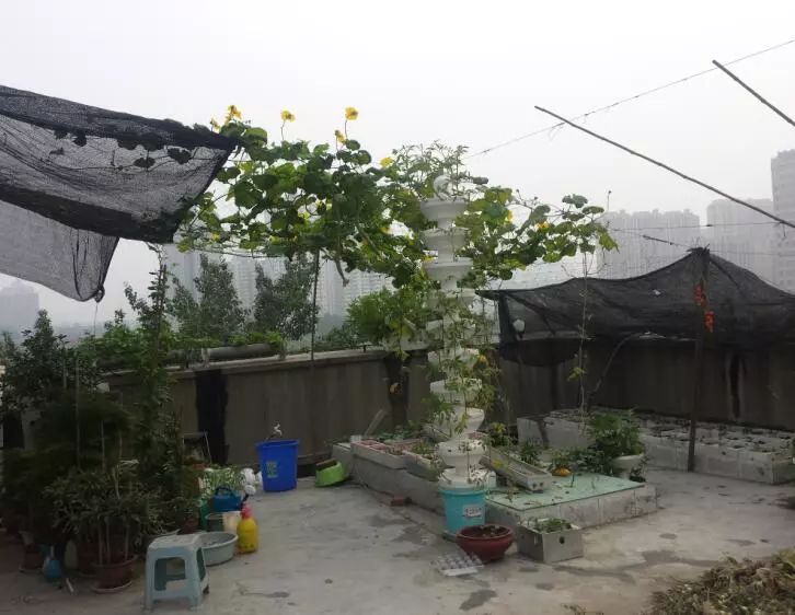 楼顶菜园土层多厚好,顶楼菜园如何防风