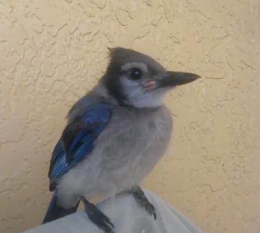 万物皆有灵性一个女孩救了只小鸟,万物皆有灵救小鸟