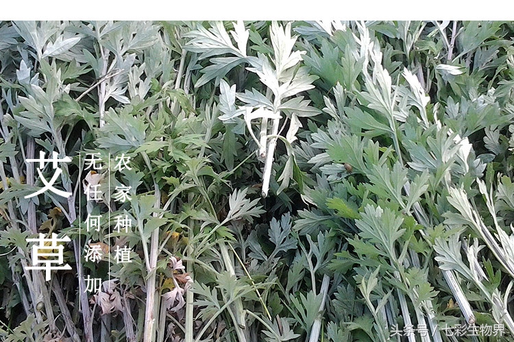 艾草的识别方法,艾草辨认