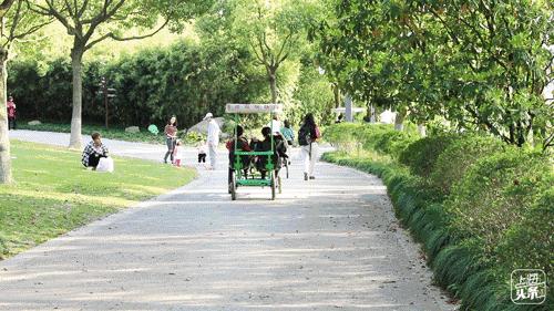 上海罗泾向日葵花田,上海各公园向日葵花海即将盛放