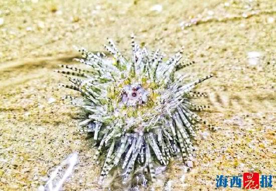 厦门旅游团帆船赶海,厦门五天四夜旅游攻略赶海