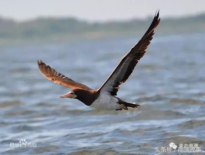 这座小岛究竟隐藏了多少秘密,一座鲜为人知的隐藏小岛