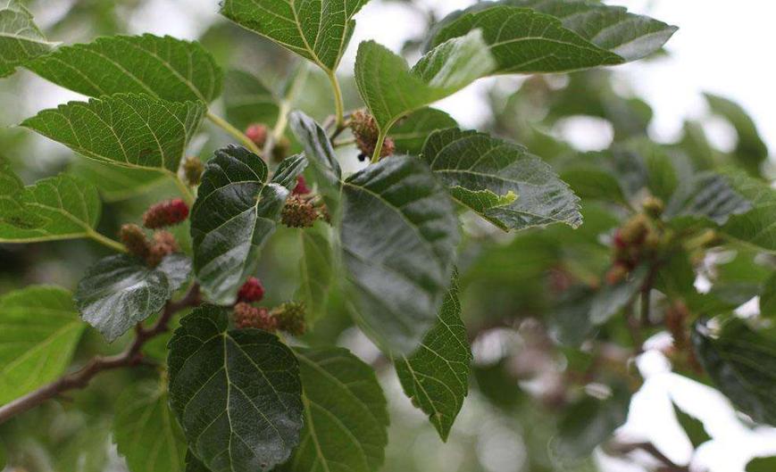 这种树只有南方才有全身都是宝,这种树被誉为抗癌神树