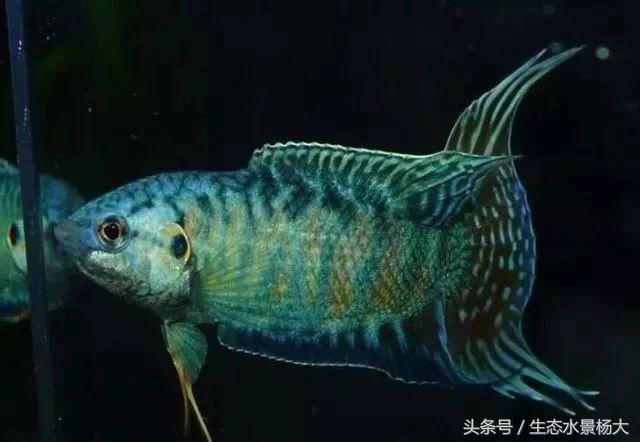 如何寻找中国斗鱼的踪迹,如何快速了解斗鱼