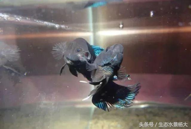 揭秘你不知道的江湖,你不知道的江湖