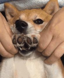 又一国家免签！中国护照含金量大升级！免签国总表来了！