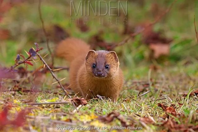 黄鼠狼偷鸡蛋为什么不吃鸡呢,黄鼠狼为什么能够吃下一只鸡