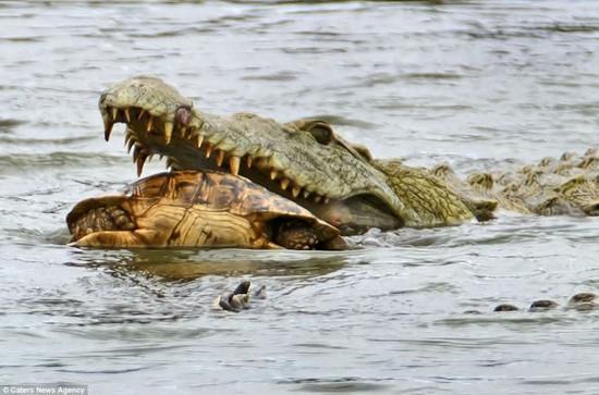 一只乌龟被鳄鱼咬住了,一只鳄龟吃一只鳄龟