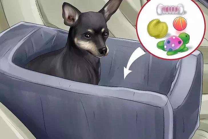 猫狗晕车淌口水,猫狗坐车需要注意什么