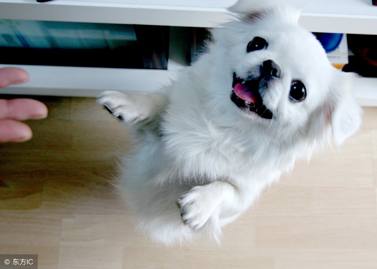 哈巴狗是什么种类狗,哈巴狗就是指一种非常可爱的狗