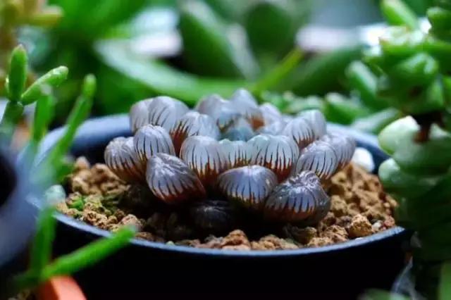 毛骨悚然！淄博家有养多肉的人快看，特别是有小孩的……