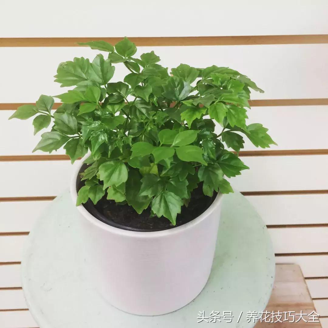 幸福树可以提高空气湿度吗,幸福树土生湿虫了怎么办