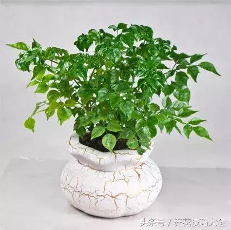 幸福树可以提高空气湿度吗,幸福树土生湿虫了怎么办