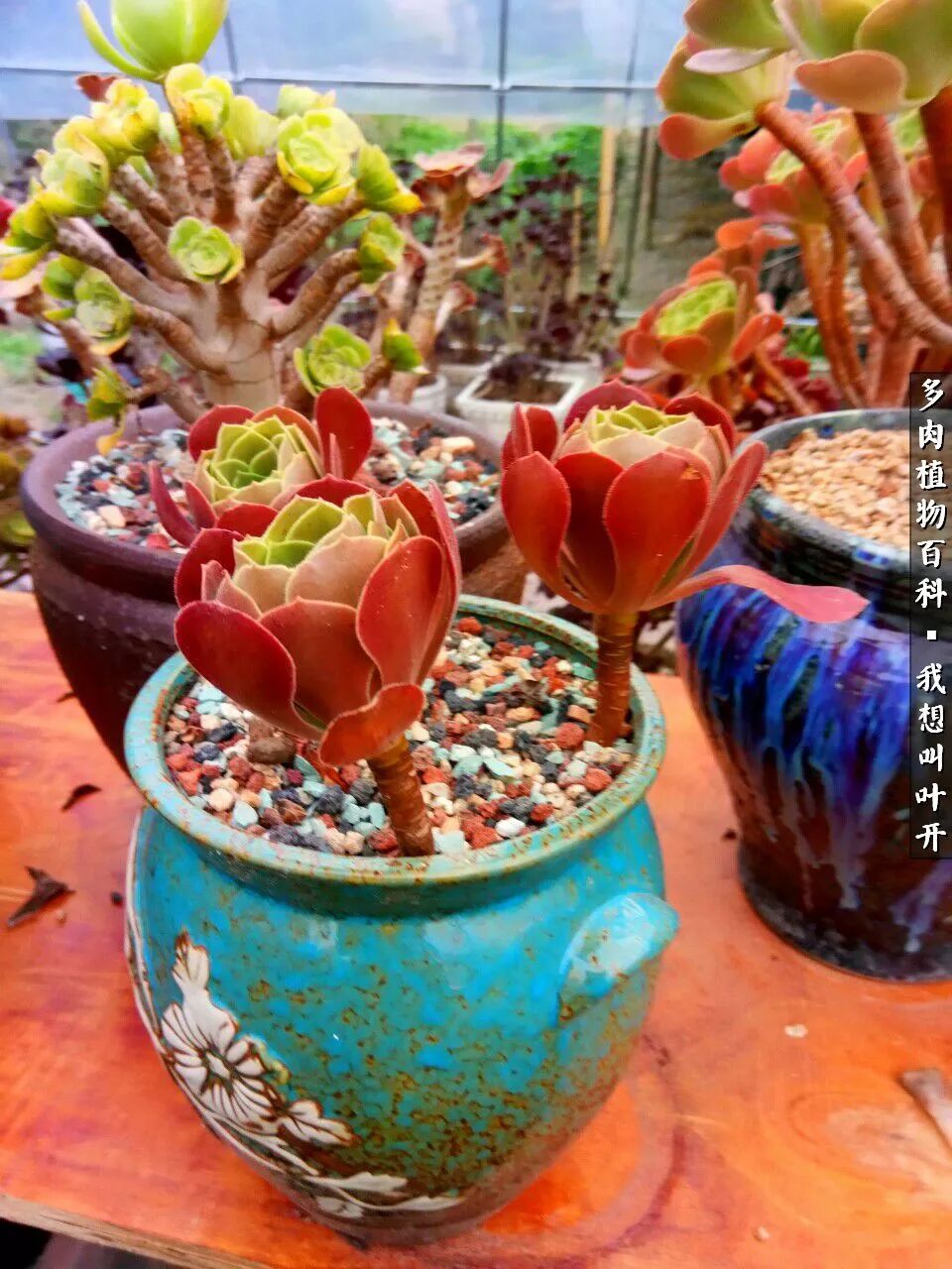 最好养的法师有哪几种,哪种法师既好看又好养