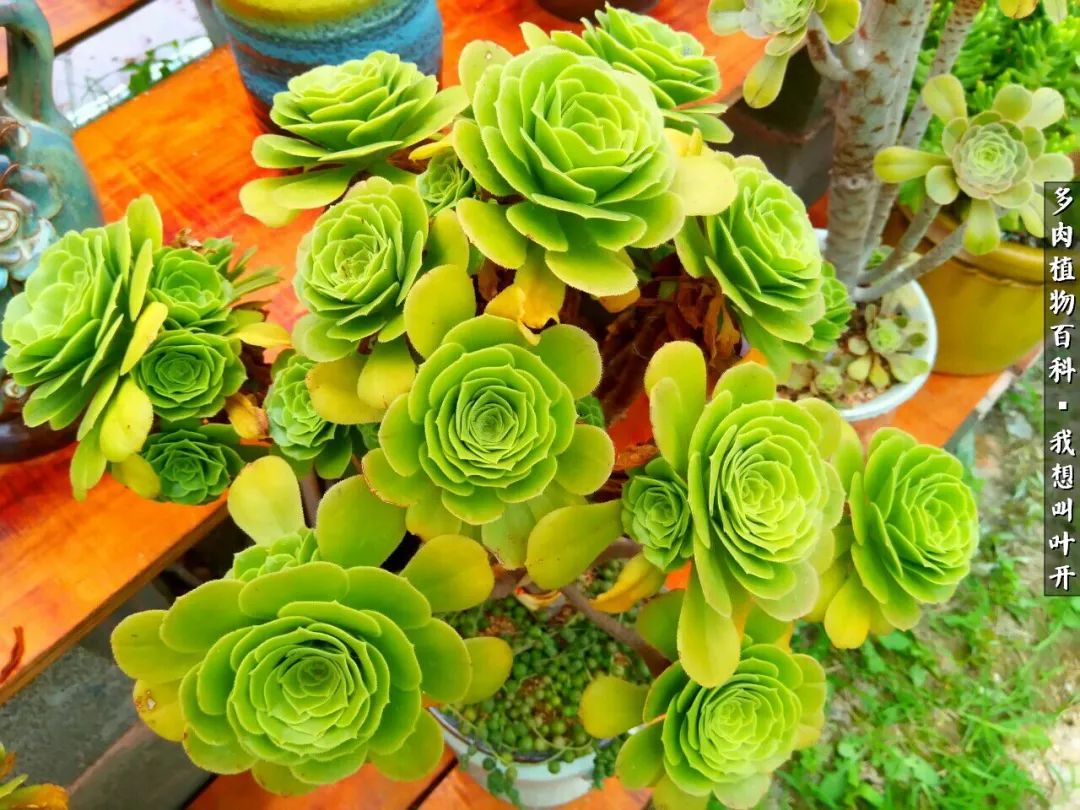 最好养的法师有哪几种,哪种法师既好看又好养