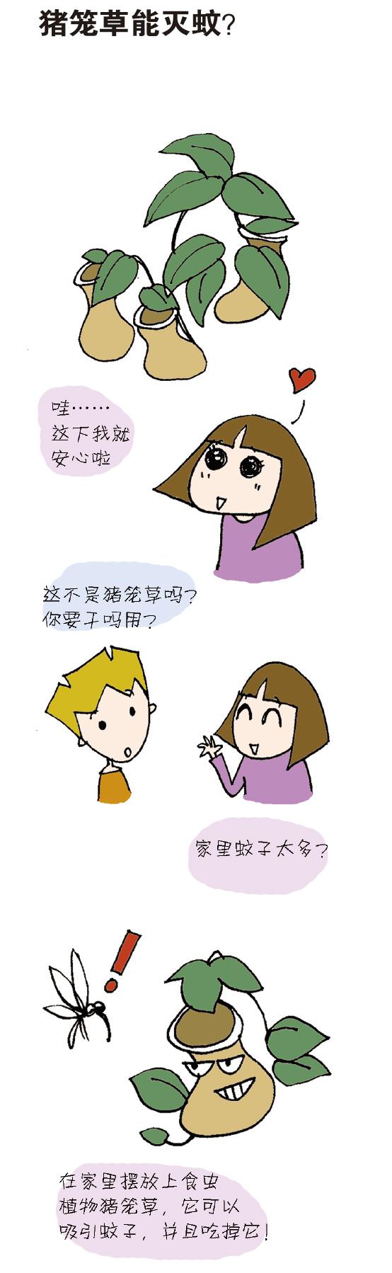 猪笼草放在室内真的没有蚊子吗,家里养猪笼草会使蚊子变多吗