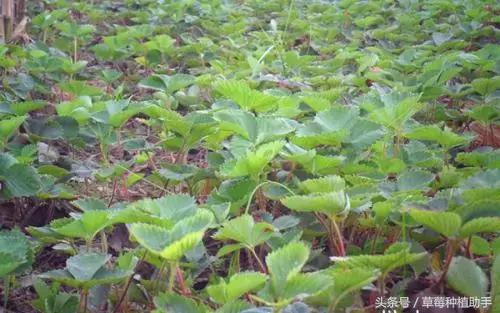草莓苗为什么只扎根不长叶,草莓苗长得又细又高怎么办