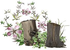 胡风的妻子梅志简介,胡风老婆梅志照片