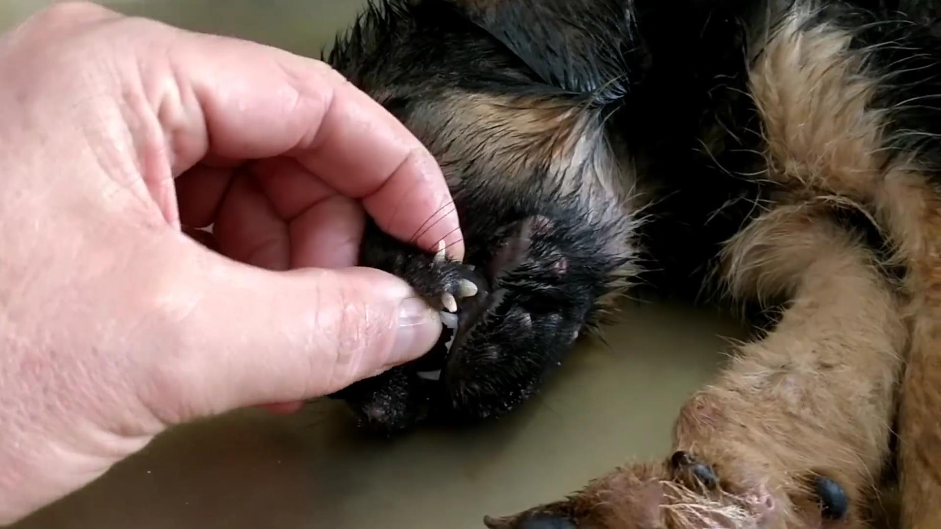 流浪狗被救眼中含泪,救助长蛆的流浪狗