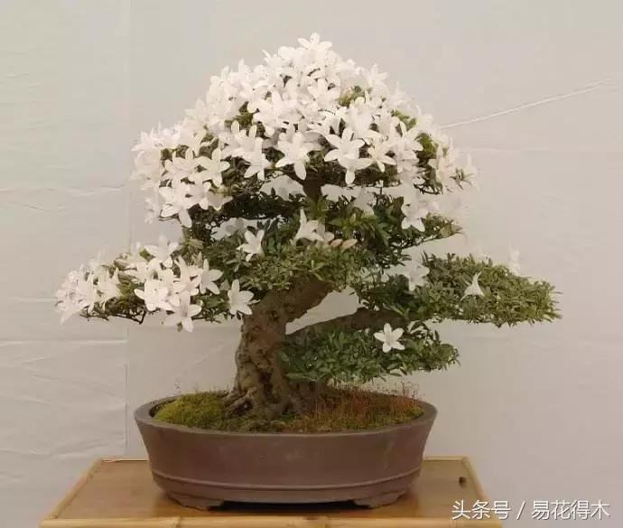 杜鹃花夏鹃品种有哪些特点,杜鹃花的夏鹃怎么养好