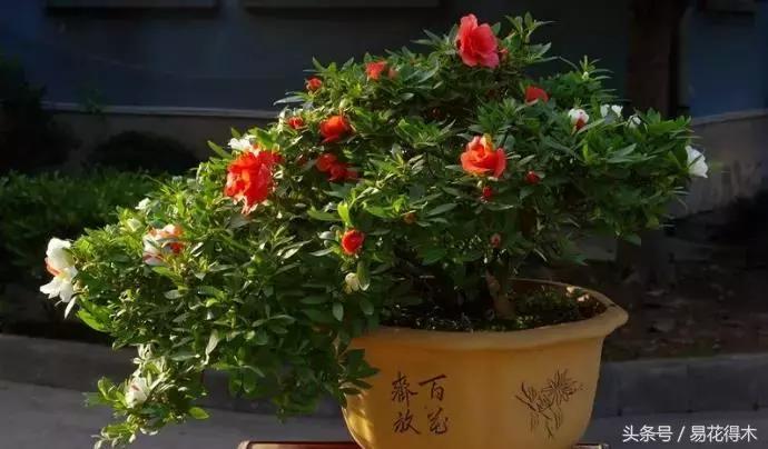 杜鹃花夏鹃品种有哪些特点,杜鹃花的夏鹃怎么养好