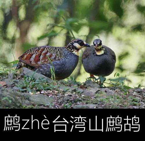 带你认识几个主播,带你认识几种常见的野菜