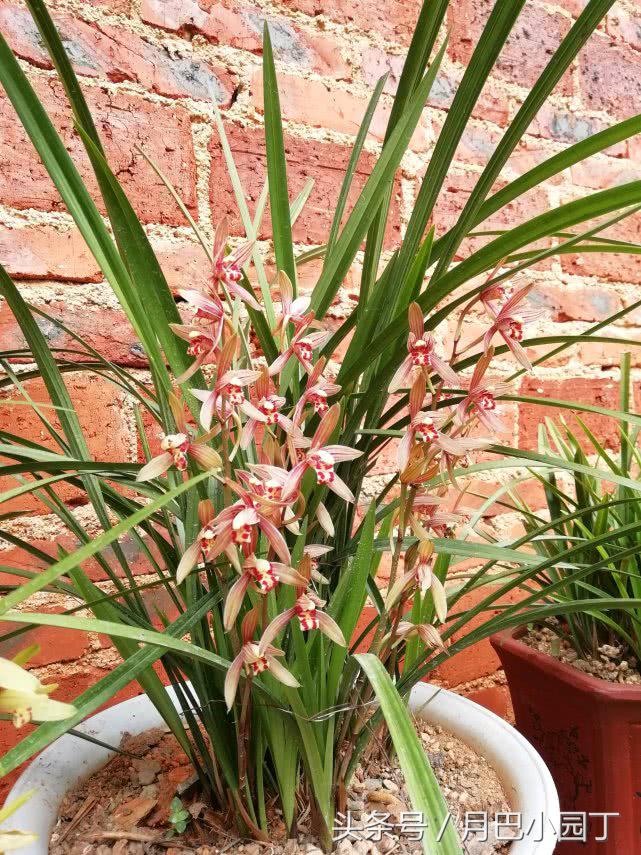 兰花焦尖，有黑斑？用这汁液抹一抹，兰花叶子绿油油，花开香十里