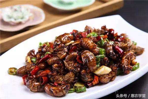 养殖金蝉捉会飞的金蝉,竹林金蝉与果园金蝉