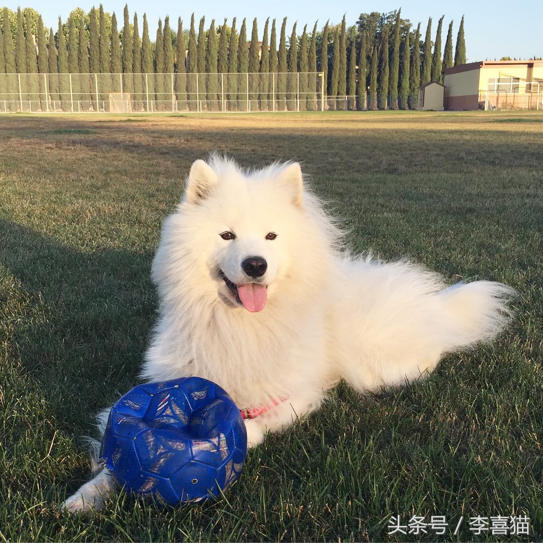 草坪是狗狗和猫咪都喜欢玩耍的场所，但铲屎官不能不注意这些事情