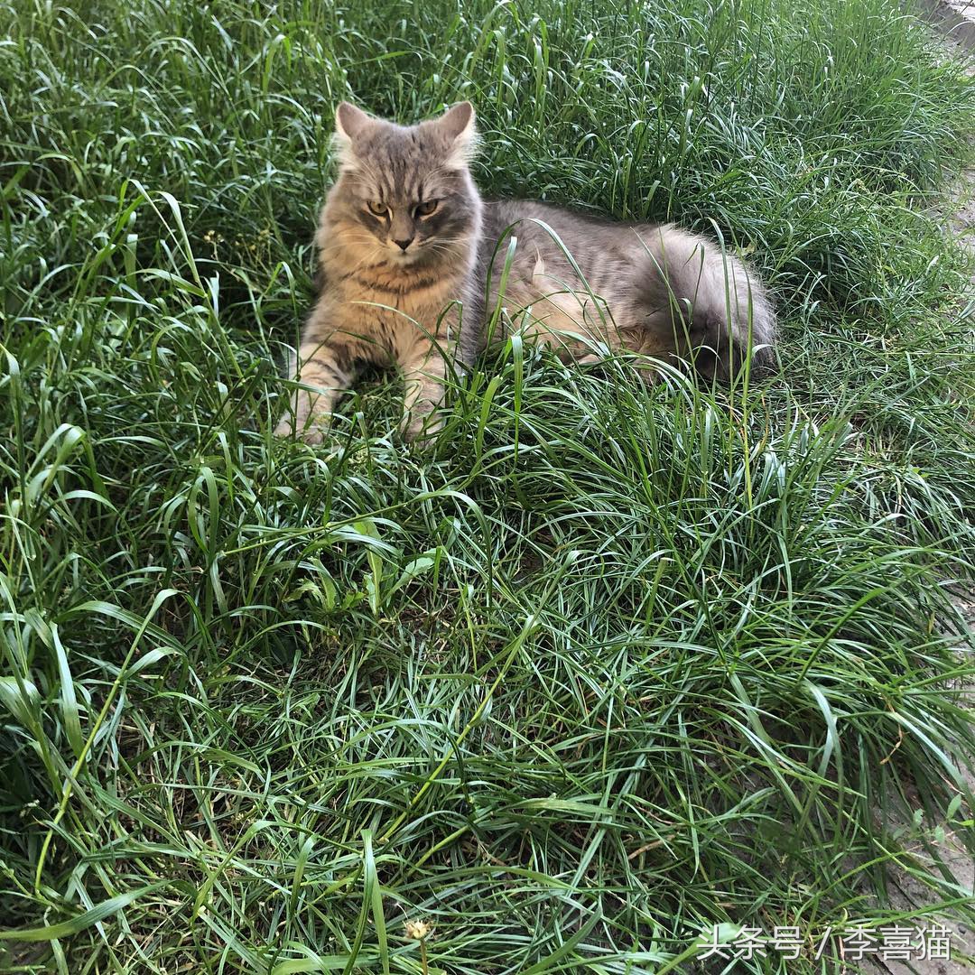 草坪是狗狗和猫咪都喜欢玩耍的场所，但铲屎官不能不注意这些事情