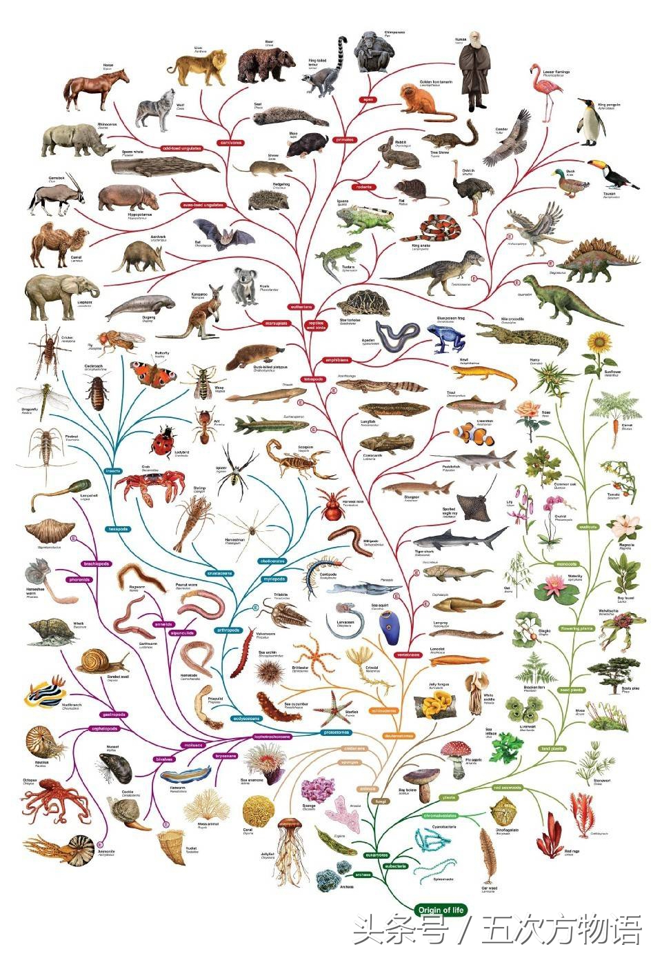 鳄鱼明明不是鱼为什么要叫鱼,鲸鱼鳄鱼企鹅金鱼哪个是哺乳动物