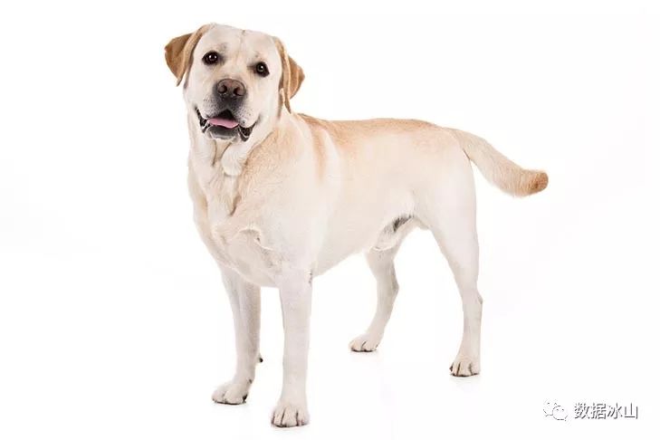 遇见遛狗的小姐姐怎么聊天,单身狗怎么吸引妹子