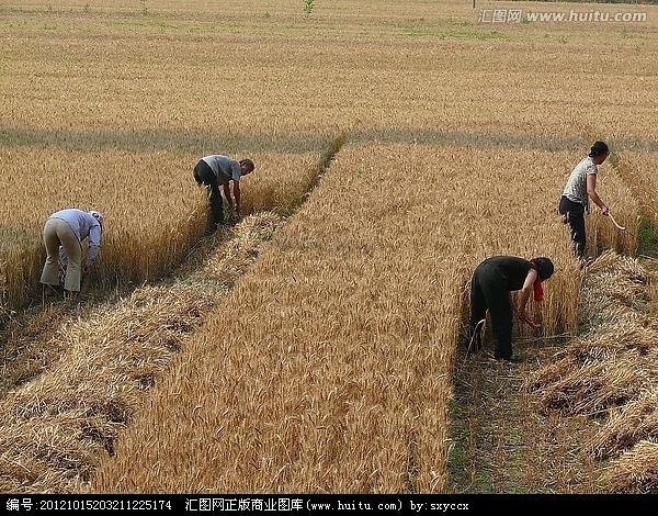 鲁中地区麦收时节,鲁西南麦收记忆图片